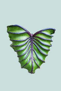 Medium Plants: Colocasia esculenta 'Pharaoh's Mask' - 17cm / 2.5L / Medium