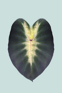 Medium Plants: Colocasia esculenta 'Tropical Storm' - 17cm / 2.5L / Medium