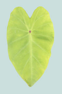 Medium Plants: Colocasia esculenta 'Lime' - 17cm / 2.5L / Medium