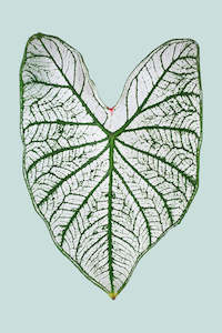 Small Plants: Caladium 'White Christmas' - 14cm / 1L / Small Plant
