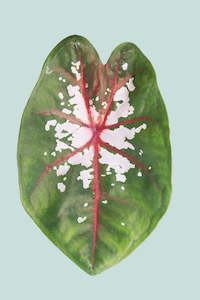 Small Plants: Caladium 'Clowning Around' - 14cm / 1L / Small Plant