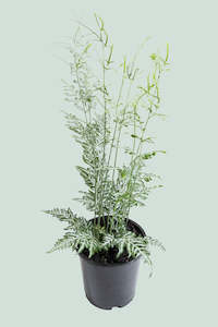 Ferns: Silver Lace Fern - Pteris ensiformis - 2.5L / 17cm / Medium