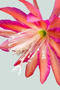 Orchid Cactus - Epiphyllum hybrid - 2L / 17cm / Medium
