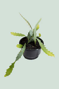 Jungle Cacti: Snowdrop Cactus - Lepismium houlletianum - 1L / 14cm / Small
