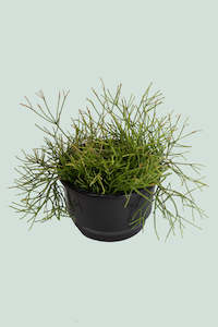 Old Man's Beard - Rhipsalis capilliformis - 2L / 17cm / Medium