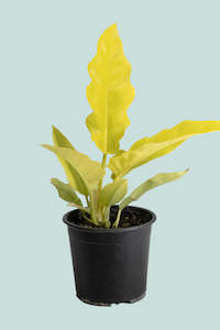 Value Range: Gold Crocodile Philodendron (Golden Saw)  - 1L / 14cm / Small