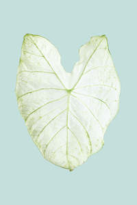 Small Plants: Caladium 'Moonlight' - 14cm / 1L / Small Plant