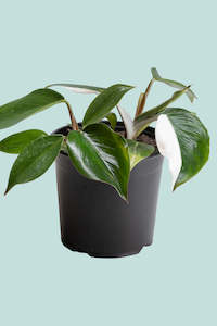 Small Plants: Philodendron White Knight  - 1.3L / 14cm / Small