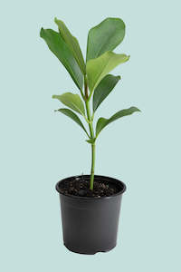 Medium Plants: Clusia major - Autograph Tree - 1.3L / 14cm / Small