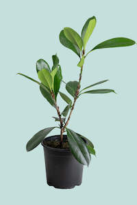 Medium Plants: Ficus cyathstipula - African Fig - 2.5L / 17cm / Medium