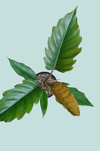 Small Plants: Philodendron 'Caramel' - 1.3L / 14cm / Small