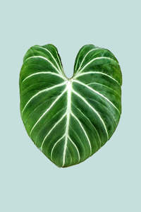 Small Plants: Philodendron gloriosum 'White Vein' - 1L / 14cm / Small