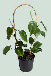 Robert Bird Collection: Heart Leaf Hoop - Philodendron hederaceum - 2L / 17cm / Medium