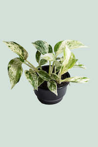 Robert Bird Collection: Marble Queen - Epipremnum aureum - 1L / 14cm / Small