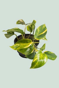 Robert Bird Collection: Gold Pothos - Epipremnum aureum - 1L / 14cm / Small