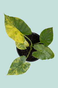 Small Plants: Variegated Elephant Ear - Alocasia gagaena- 10L / 25cm / Large