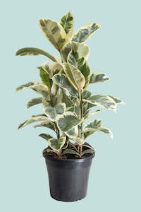 'Tineke' Ficus elastica Multi-Planted - 10L / 25cm / Large