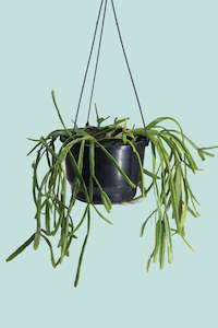 Mistletoe Cactus - Rhipsalis baccifera - 2L / 17cm / Medium