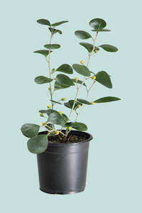 Mistletoe Fig - Ficus deltoidea - 1.3L / 13cm / Small