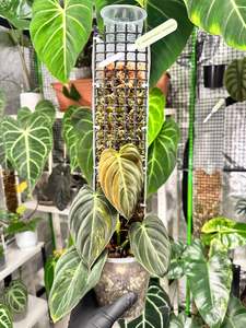 Indoor Plants Copy: Philodendron melanochrysum variegated on D-moss pole