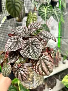 Pepperomia Caperata