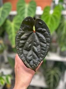 Indoor Plants Copy: Anthurium Dark Phoenix x Luxurians