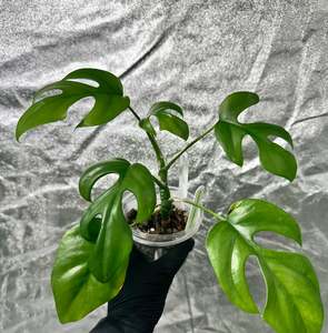 Monstera Minima (Rhaphidophora tetrasperma)