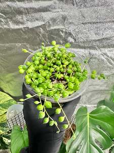 String of Pearls