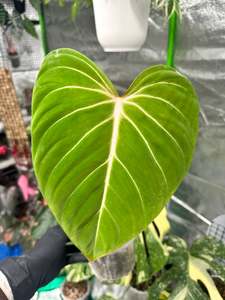 Indoor Plants Copy: Philodendron Gloriosum