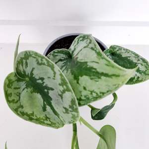 Scindapsus Pictus Trebi