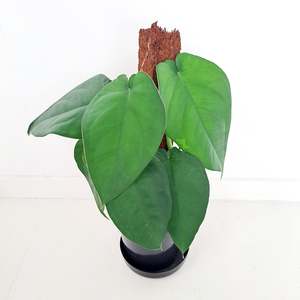 Syngonium Chiapense
