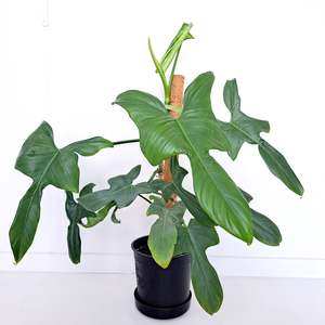 Philodendron Panduriforme