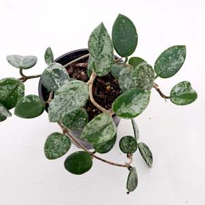 Hoya Mathilde