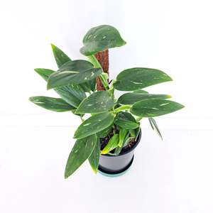 Monstera Standleyana