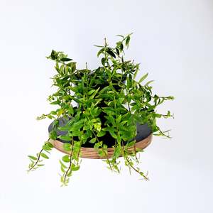 Columnea Arguta / Goldfish Plant