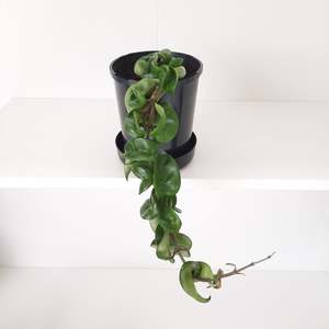 Hoya Carnosa Compacta  / Hindu Rope