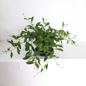 Aeschynanthus Splendons / Lipstick Plant
