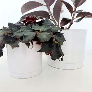 Ceramic Planters