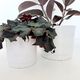 Ceramic Planters