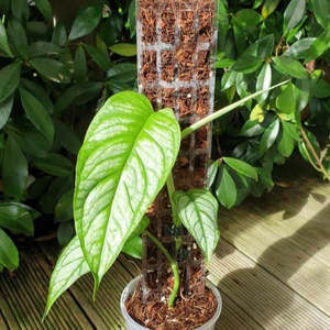 Care Gifts Accessories: Aroid Grow Pole - Clear 40cm