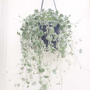 Dichondra Silver Falls