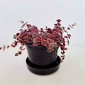 Crassula Pellucida Variegata - green, cream and pink