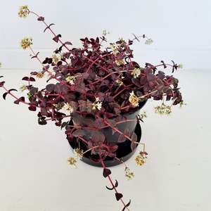 Plants Outdoor: Crassula Pellucida - dark green and purple