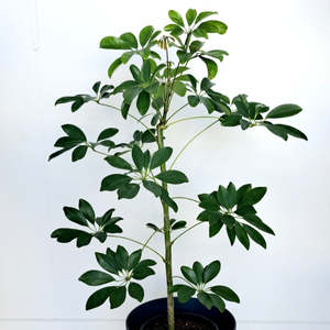 Plants Outdoor: Schefflera Arboricolor