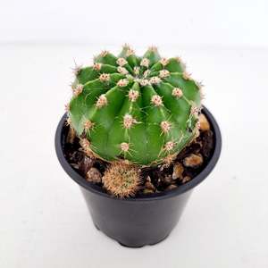 Plants Outdoor: Cacti - 1