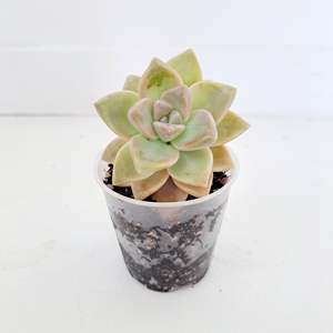Succulent - 1