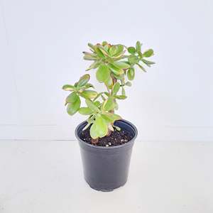 Plants Outdoor: Crassula Ovata Jade / Money Plant