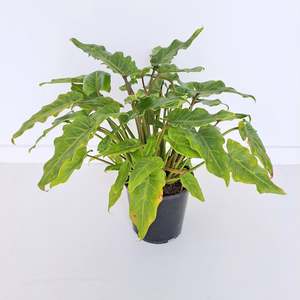 Plants Outdoor: Philodendron Xanadu