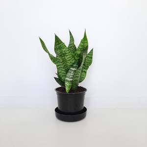 Plants Outdoor: Sansevieria Futura Black Coral / Snake Plant