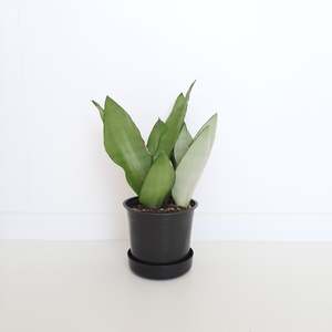 Sansevieria Moonshine / Snake Plant